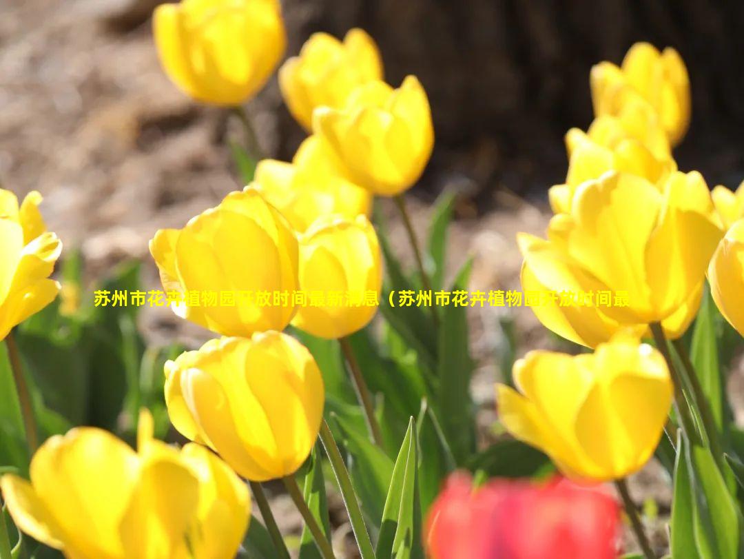 苏州市花卉植物园开放时间最新消息（苏州市花卉植物园开放时间最新消息查询）